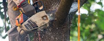 Best Tree Health Inspection  in Port Monmouth, NJ