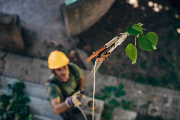 Best Storm Damage Tree Cleanup  in Port Monmouth, NJ