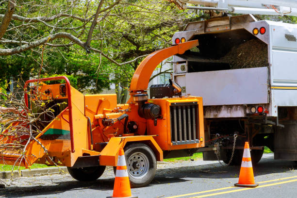  Port Monmouth, NJ Tree Removal Pros