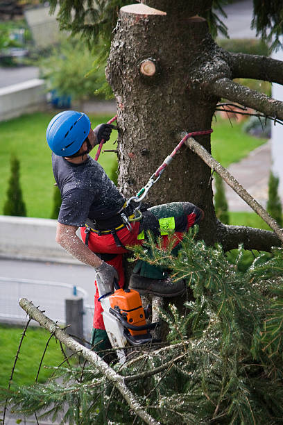 Best Lawn Pest Prevention  in Port Monmouth, NJ