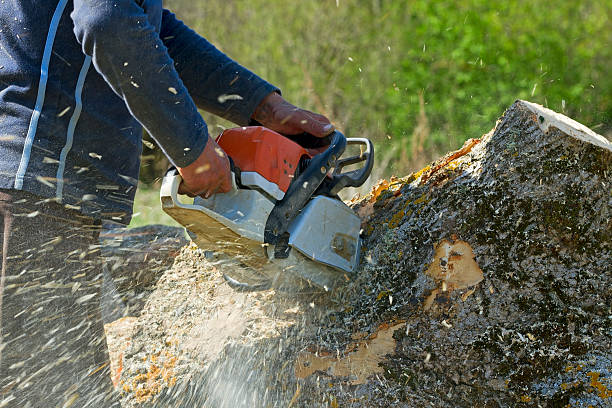 Best Grass Overseeding  in Port Monmouth, NJ