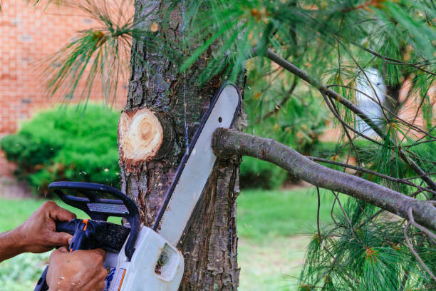 Best Leaf Removal  in Port Monmouth, NJ